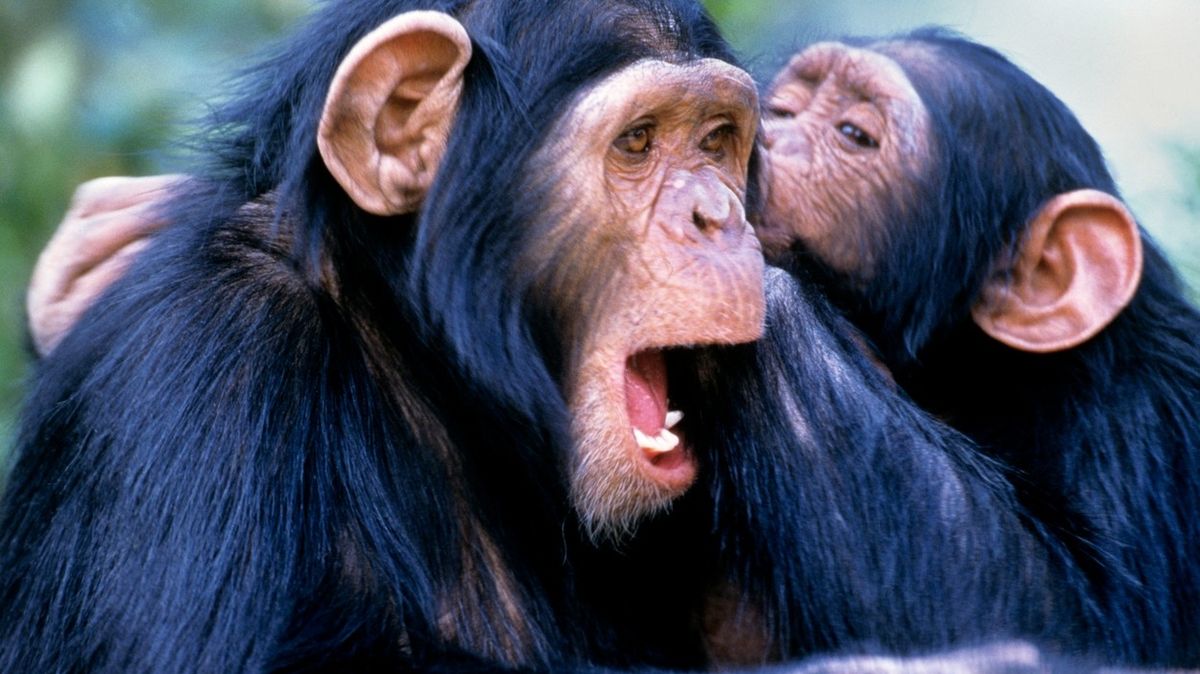 Šimpanzi si přátele vybírají stejně jako lidé